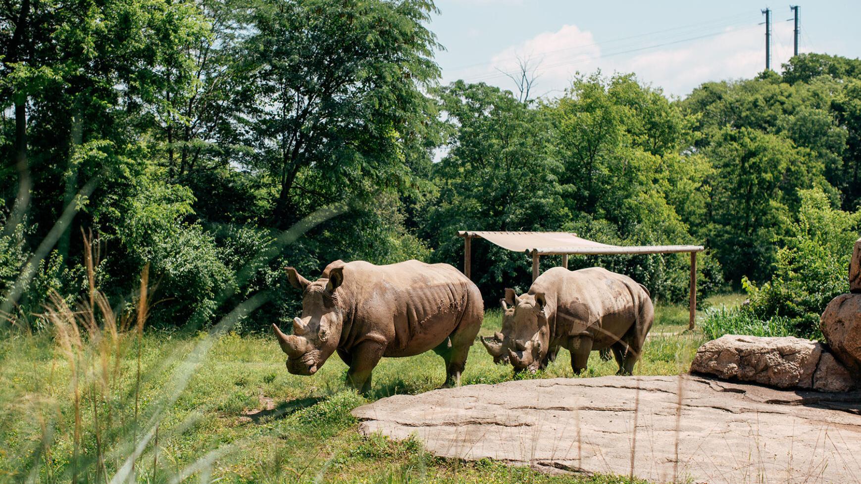 Nashville Zoo at Grassmere